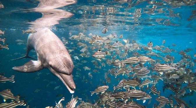 ╠印尼╣2019年入住庇護所的3隻圈養海豚已成功回歸大海(2022.09.21)