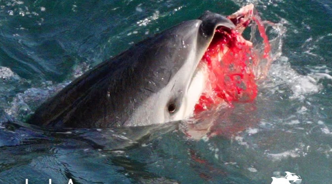 ╠日本太地町海豚捕獵季╣2022/23年度總結報告(2023.03.03)
