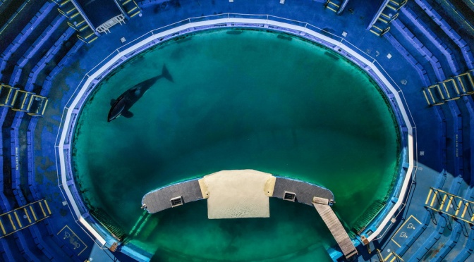 ╠美國╣被圈養的最年長虎鯨Tokitae在50年後迎來了自由之路(2023.03.30)