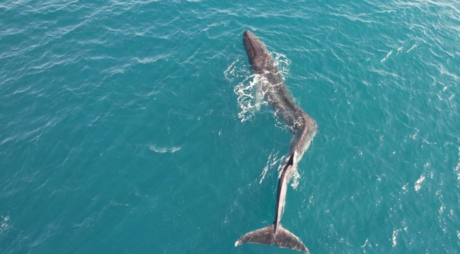 ╠西班牙╣一隻迷失方向的鯨魚接近庫列拉海岸(2023.03.06)